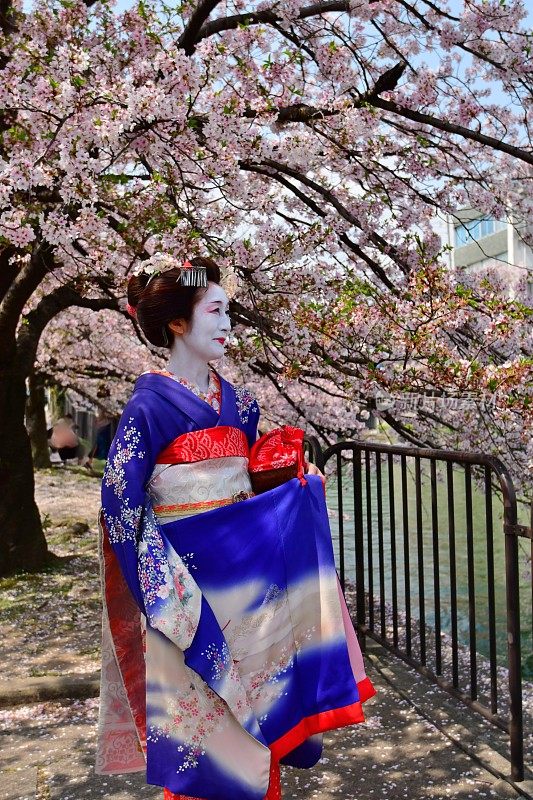 日本一名女子穿着舞子服装在京都欣赏樱花