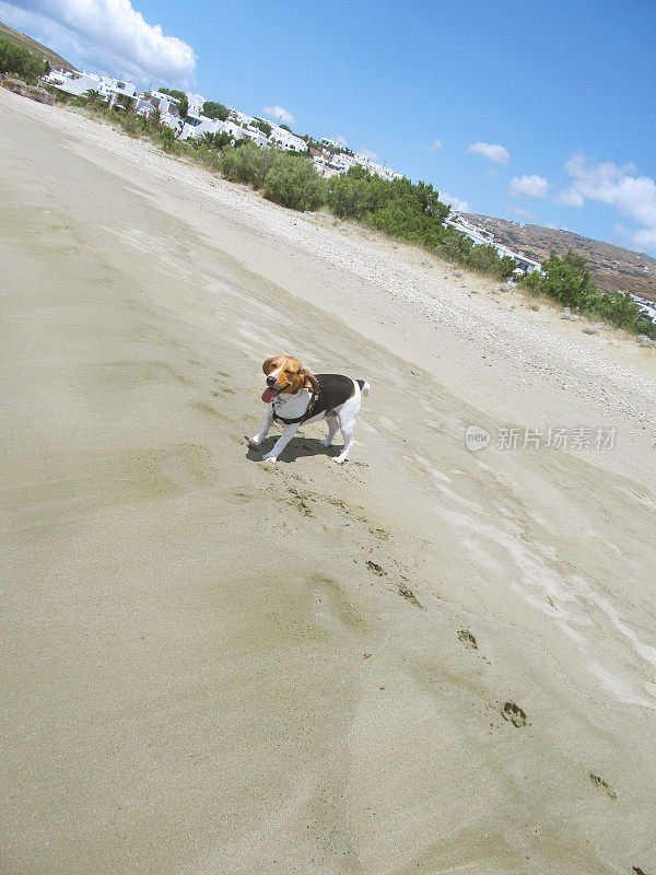 海边的小猎犬