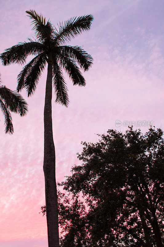 柔和的棕榈滩天空
