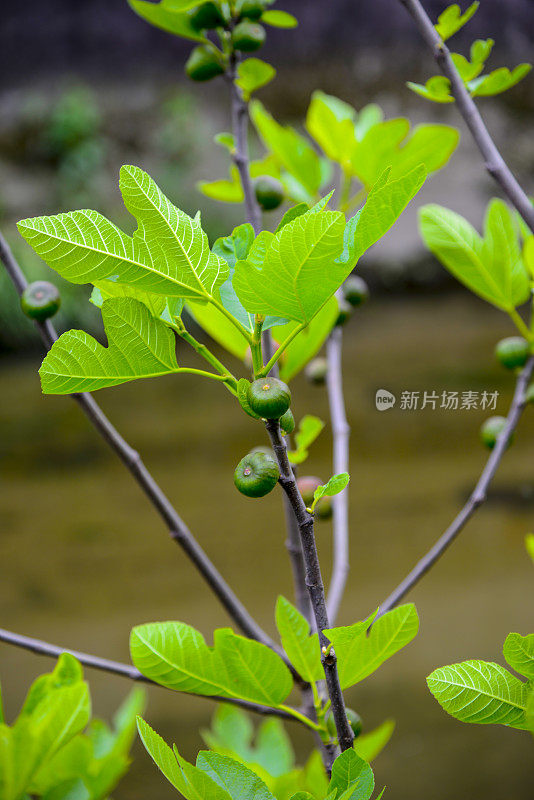 结果的无花果树