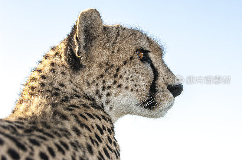 野生猎豹坐在Safari车顶的特写