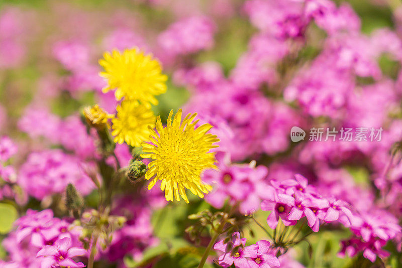 特写紫丁香花和雏菊