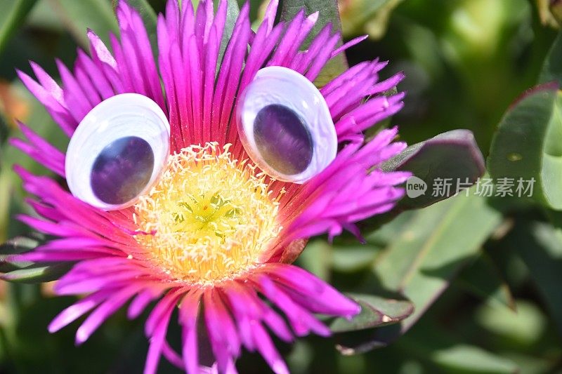 花眼睛