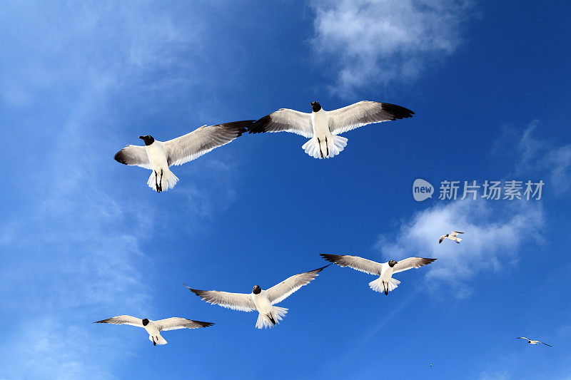 近距离观察一群海鸥飞过湛蓝晴朗的天空