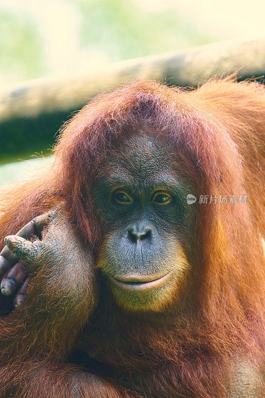雌性猩猩肖像与相机调情