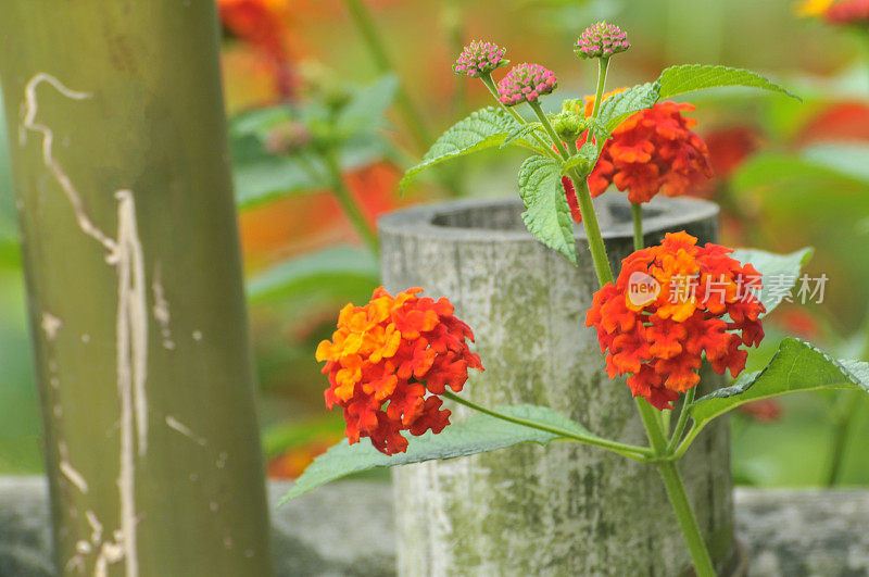 万寿菊开花