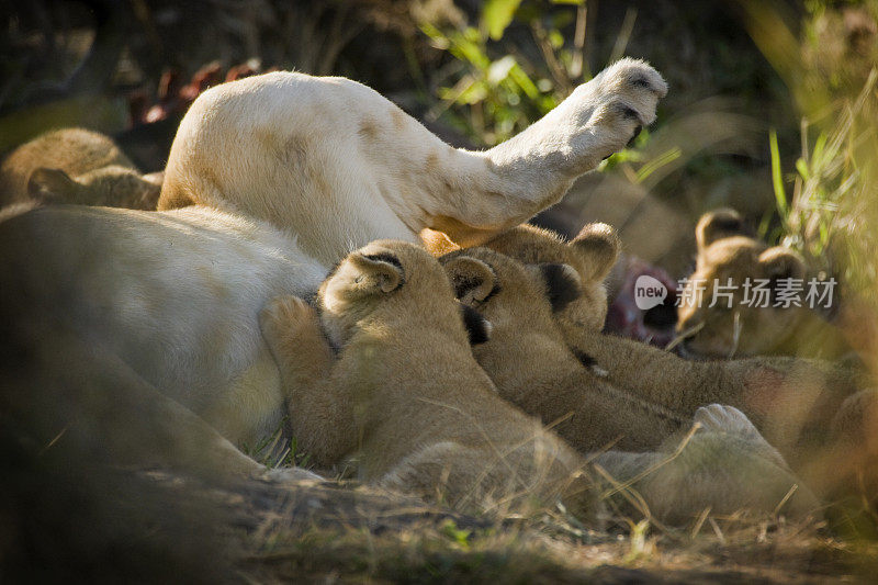 非洲肯尼亚马赛马拉，正在给母亲喂奶的幼狮