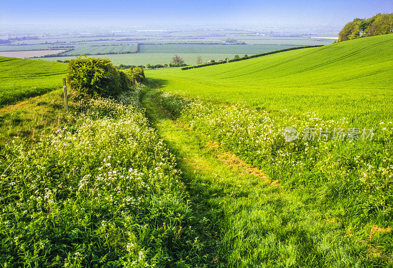 通用的路径步行的小路滚动的景观步行徒步旅行漫步徒步旅行健身锻炼英国中部英国阳光郁郁葱葱的绿色农地农田英国的家乡县佩斯顿山贝德福德郡