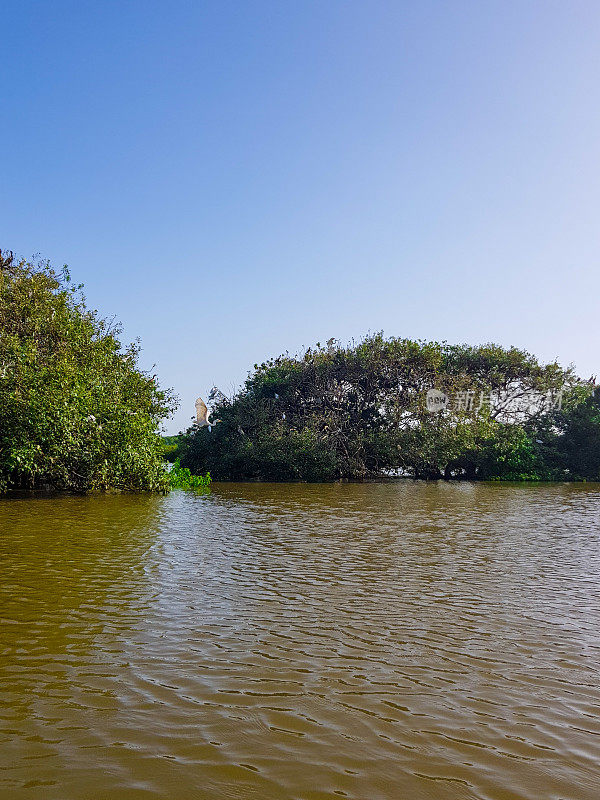 在斯里兰卡坦加勒红树林皮划艇