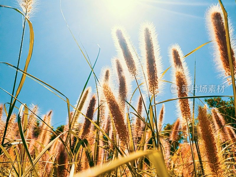 背光照片羽毛狼尾草，使命草和柔和的阳光在夕阳