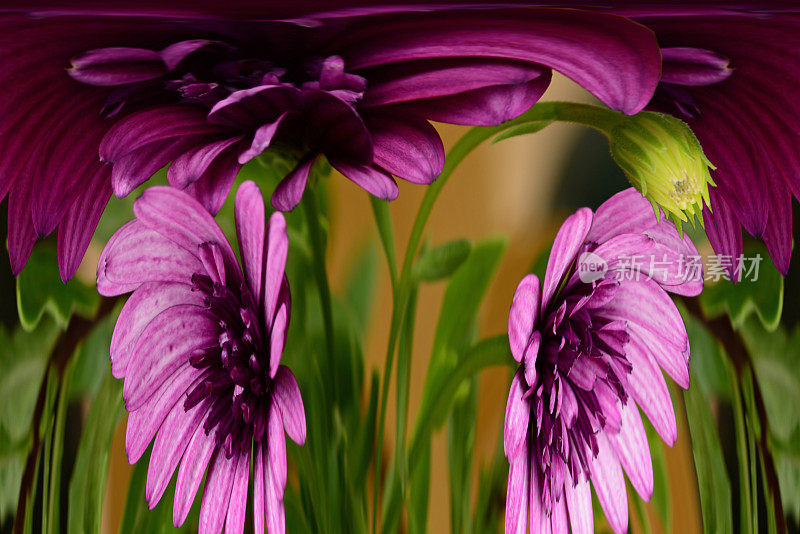 扭曲的紫百日花。