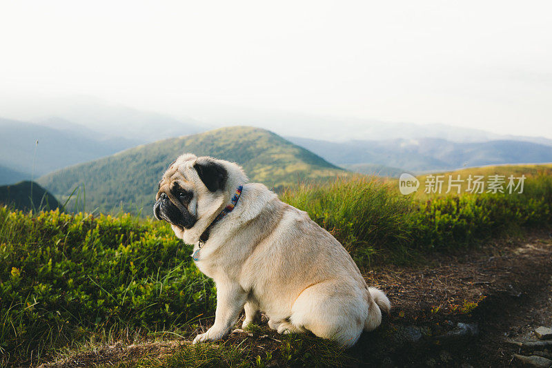 小美丽的狗享受他最好的生活看日落在山