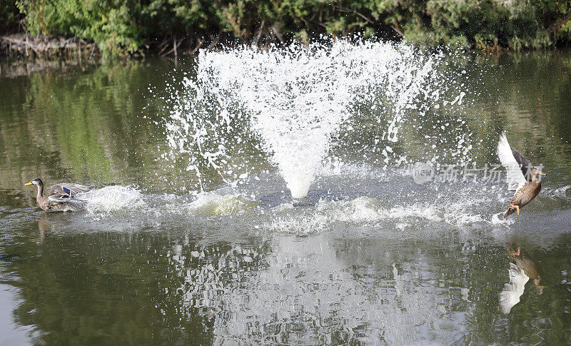 米查姆池塘的绿头鸭喷泉震撼