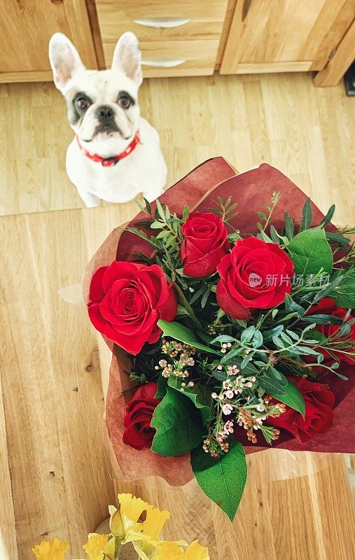 一只法国斗牛犬看着桌上的红玫瑰花束