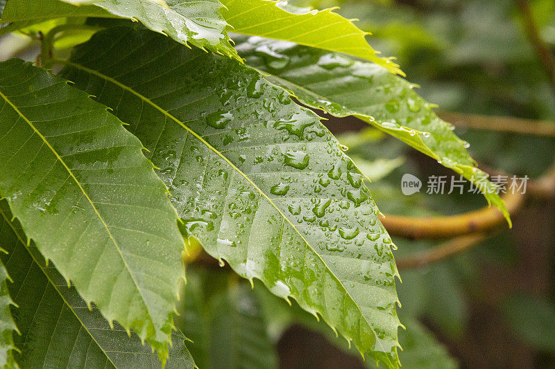 雨水滴在栗树的叶子上