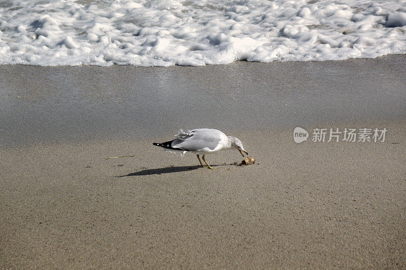 海鸥在沙滩上捡垃圾