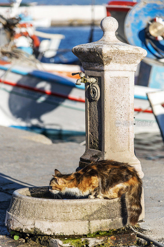 一只猫正在希腊莱斯博斯岛的一个喷泉里喝水