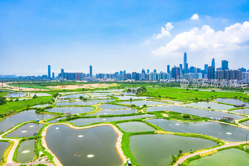 无人机拍摄的香港乡村绿地和鱼塘以及深圳的天际线