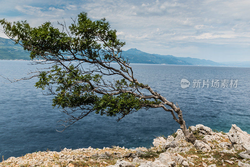 多云的天空下，海风吹弯了海岸线上的树木