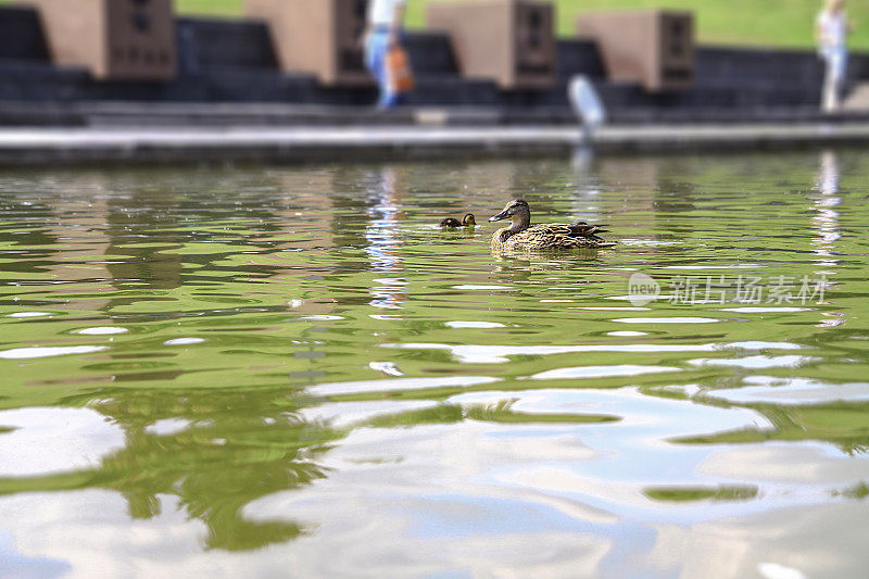 小鸭子一家和他们的妈妈一起度过成长的时光。鸟在公园的湖上游泳。设计素材照片