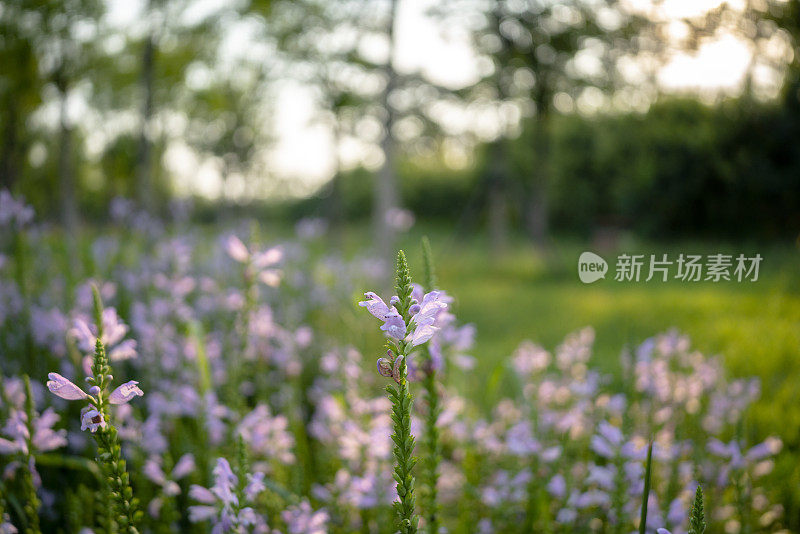 野花之美:山竹