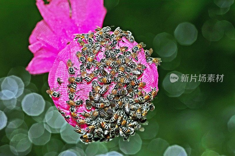 蜜蜂在喂食器上封闭。