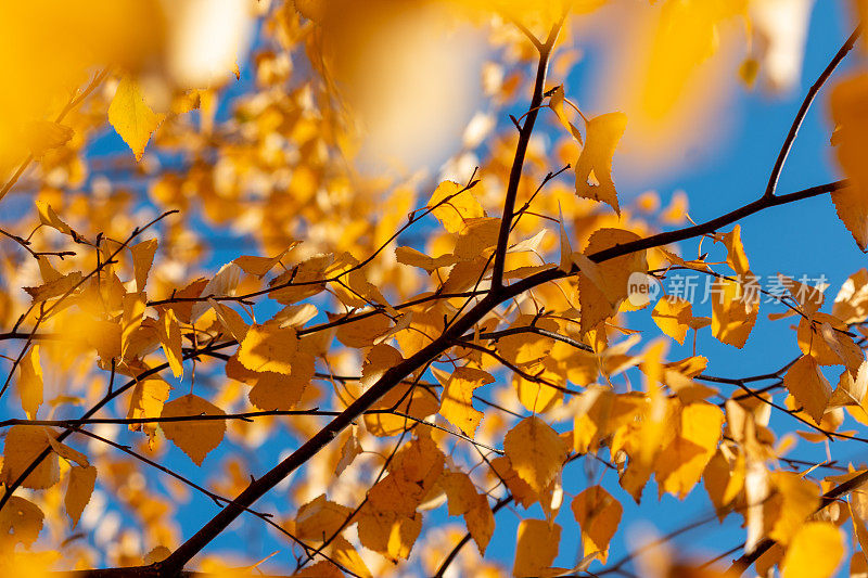 蓝色天空衬托下的桦树金色的叶子