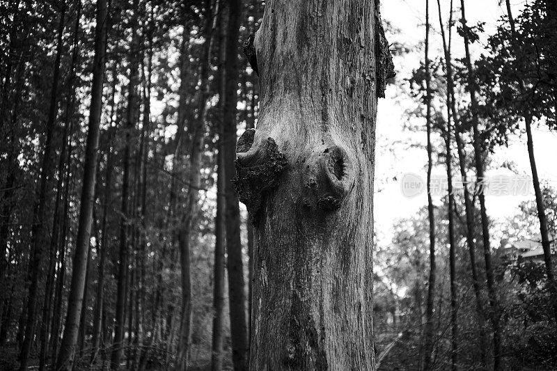 光秃秃的树干在秋天的森林里黑白相间