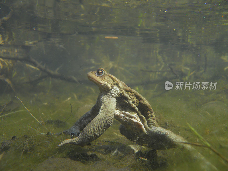 常见的蟾蜍水下