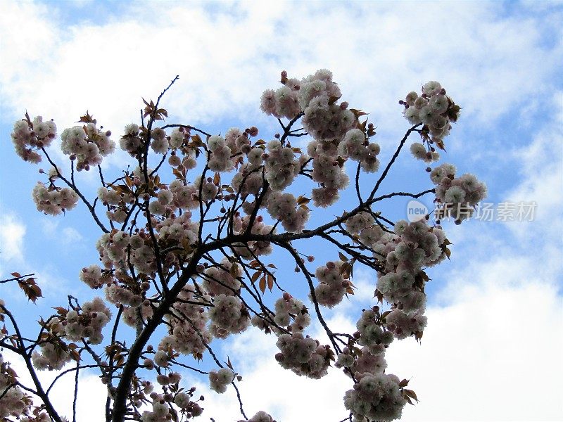 日本。4月的开始。樱花开花。