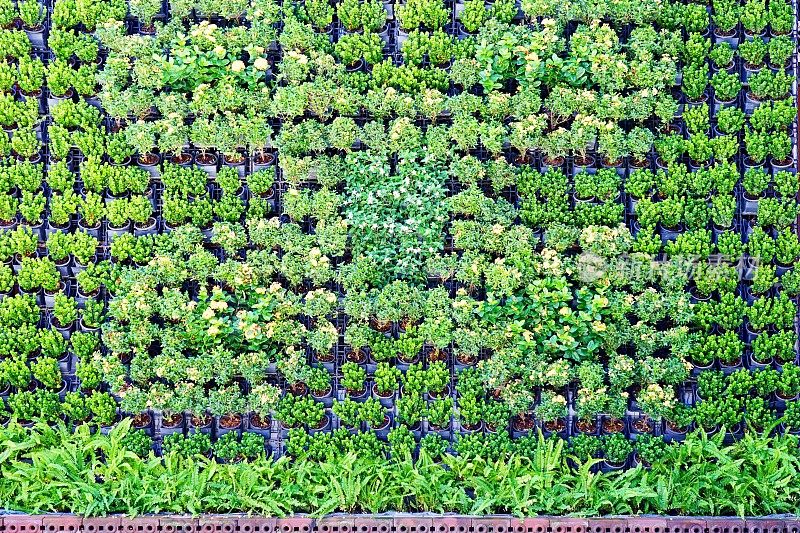 植物生长在黑色的塑料盆背景