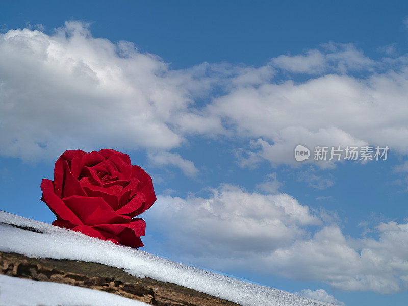 木树干上的红玫瑰，背景是雪和蓝天