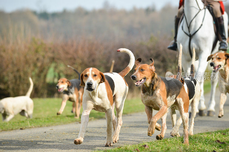 在英国乡间，一群猎犬随着猎狐而奔跑，这项运动现在已被英国法律禁止