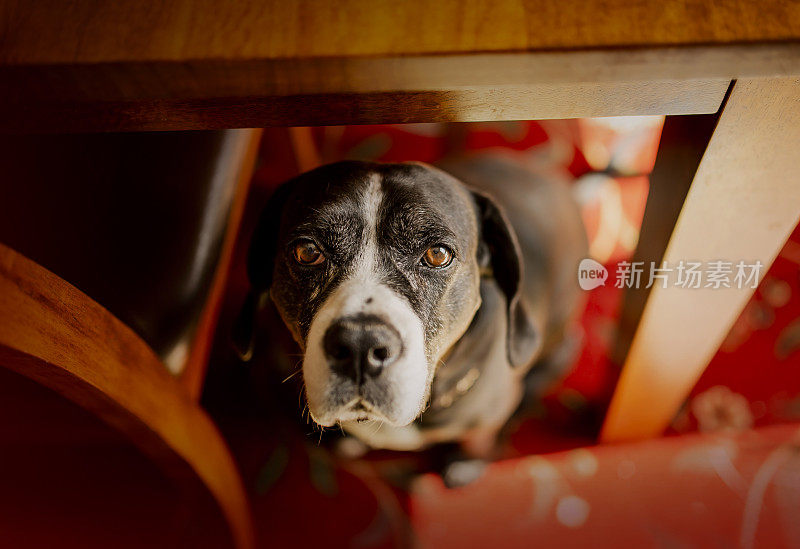 高级斗牛犬正在寻找食物