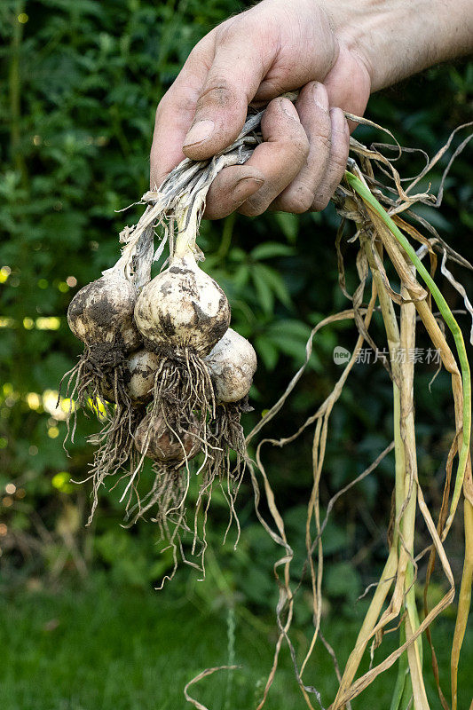 成熟和新鲜的有机生物大蒜农民“u2019手工收获家庭农场。近距离