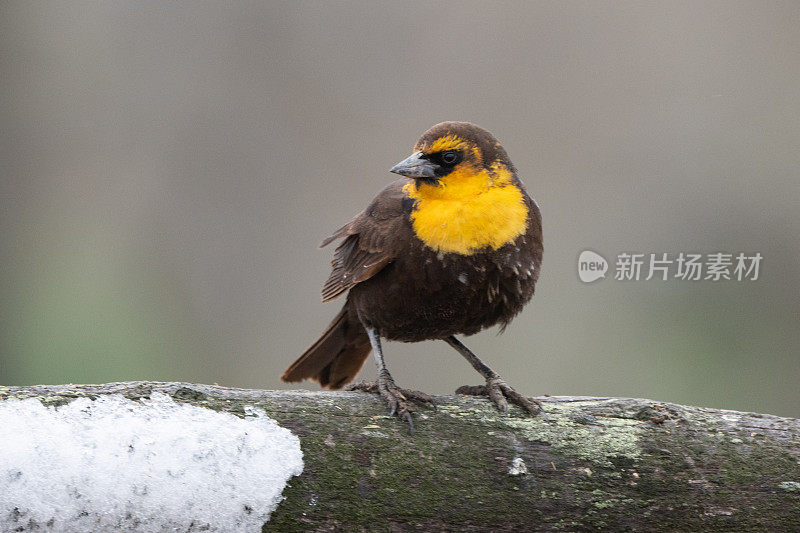 雪中，黄头黑鸟坐在篱笆柱上