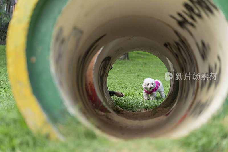 一名年轻女子带着她的宠物狗穿过公园，她带着狗狗到一个带着狗链的小猪储蓄罐旁，想要方便一下