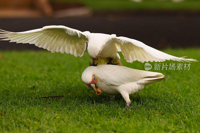 两只长嘴科瑞拉鹬，长嘴科瑞拉鹬