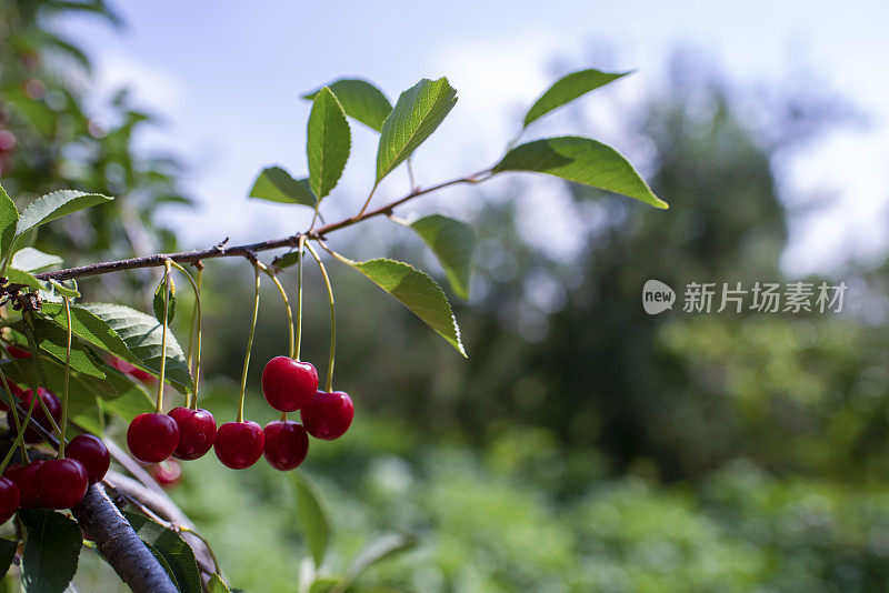 新鲜的樱桃在树枝上