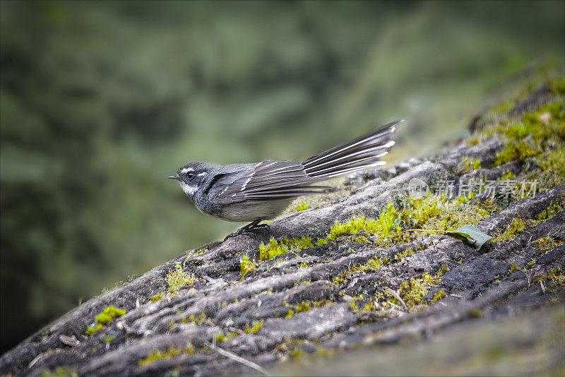 一只灰色扇尾鸟栖息在一根木头上