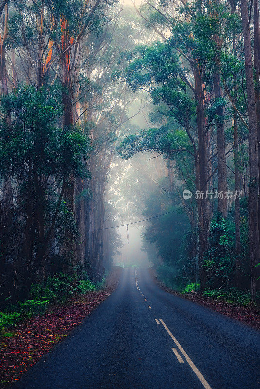 热带雨林的道路