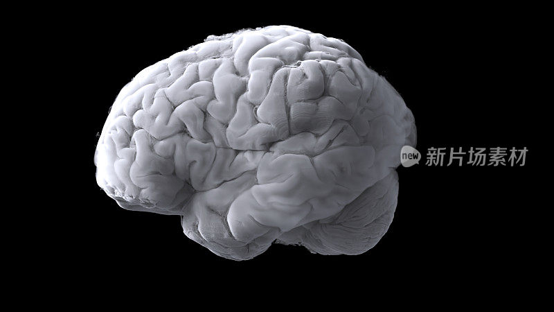在3D可视化的帮助下，你可以在核磁共振扫描中看到大脑的工作，因为大脑组织将作为一个三维模型实时显示。