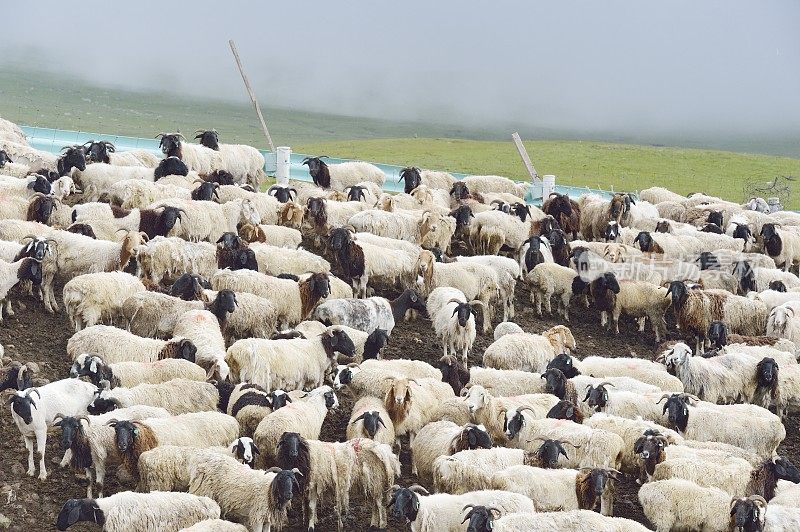 巴音布鲁克草原上的一群羊