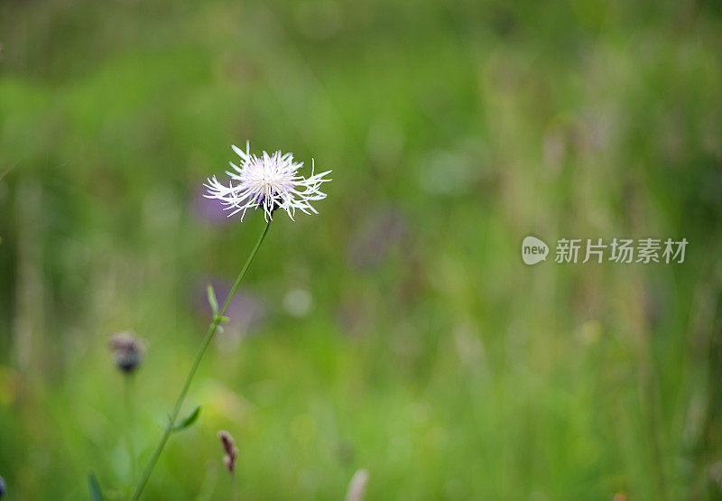 白蓟野花盛开，多塞特，英格兰