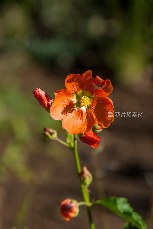 小叶子Globemallow