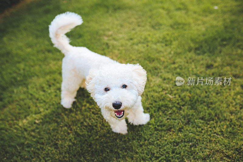 白色小猎犬喘息的特写镜头