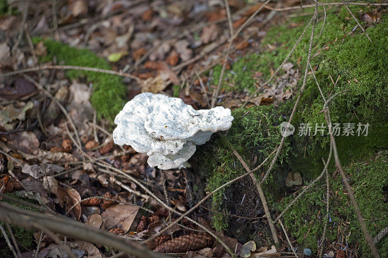 白色寡孔真菌在森林和林地，汉普郡，英国，英国