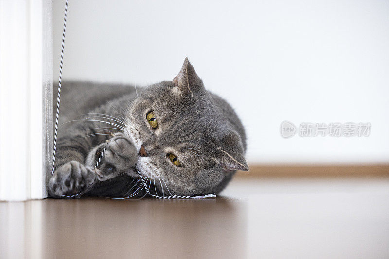 漂亮的猫在拼花地板上玩绳子