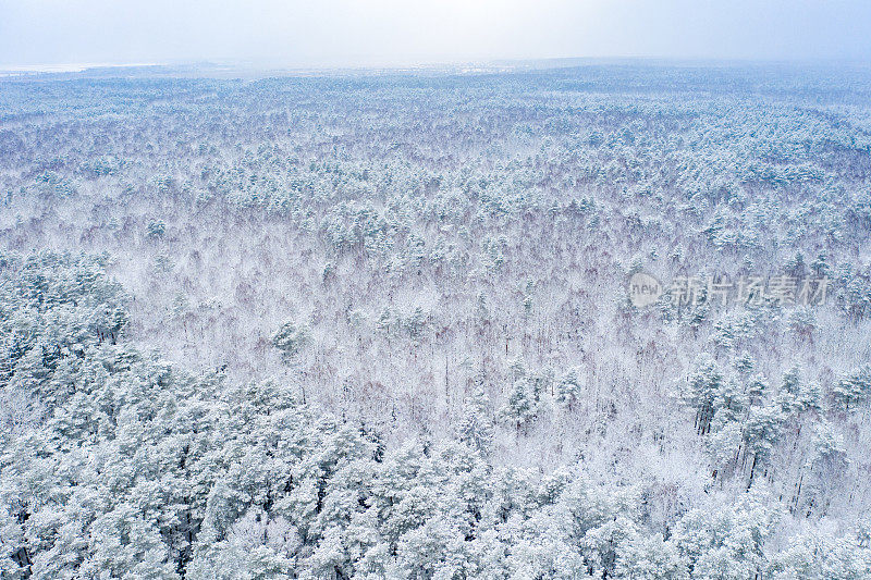 鸟瞰图的混合森林覆盖着雪。