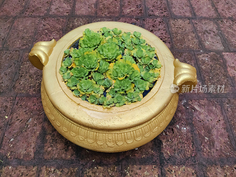 绿色的睡莲花在一个金色的大碗美丽的形状在石头地板上的地方近距离观看